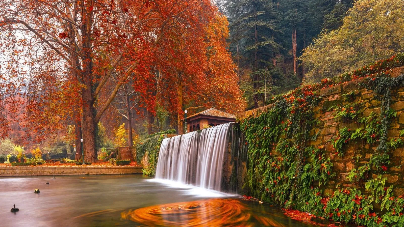 Autumn Chinar