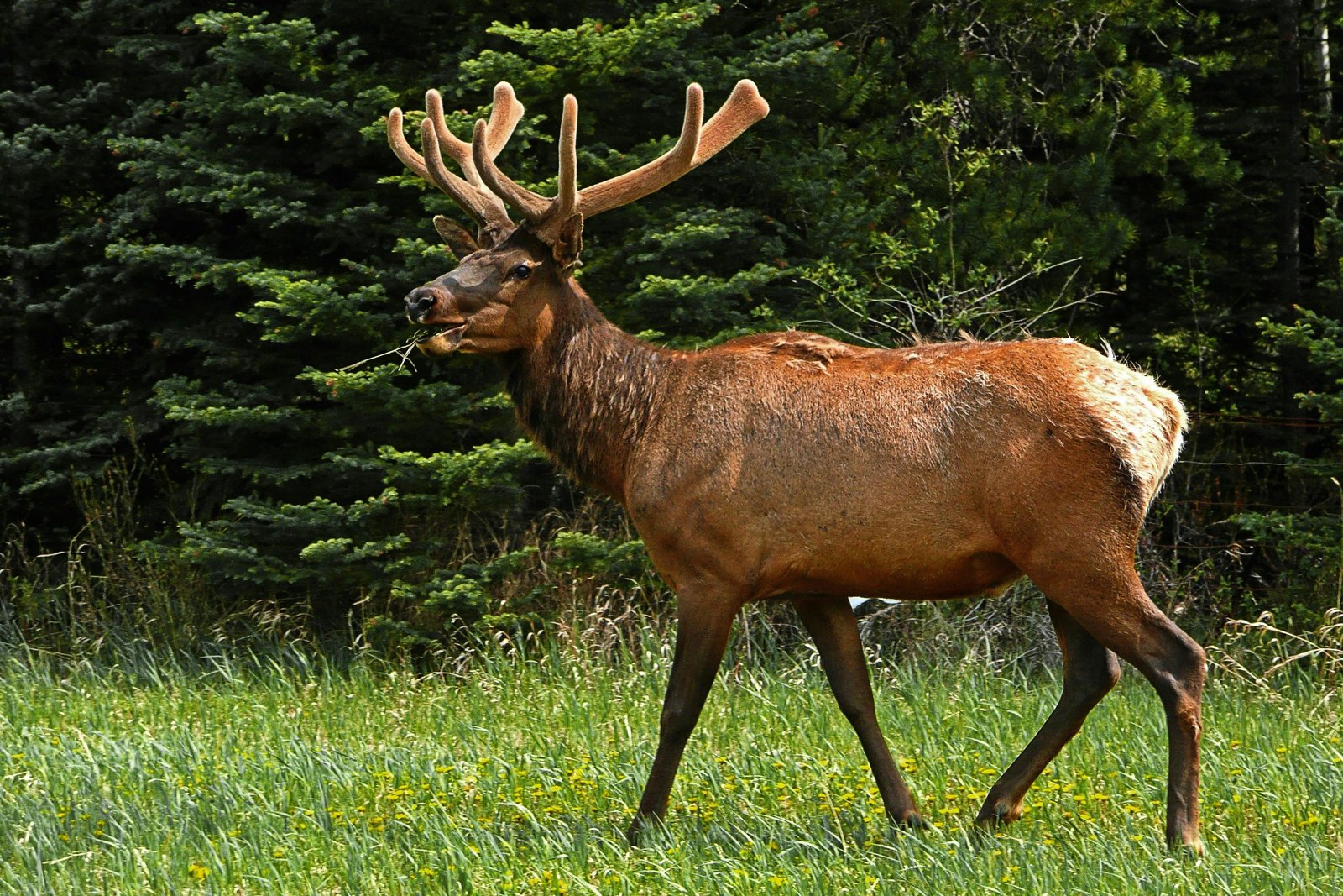 Dachigam